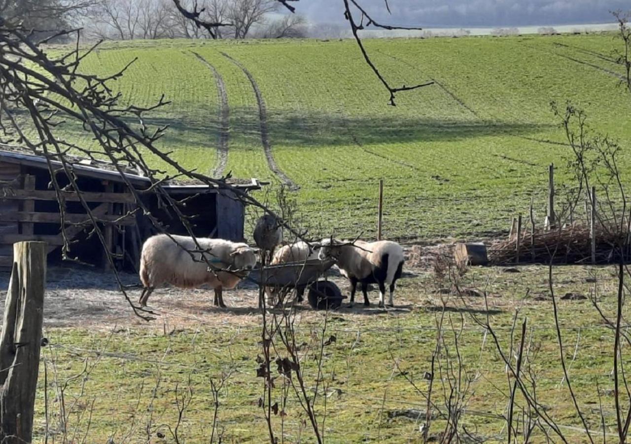 Exklusive Naturoase Direkt Am Ars Natura Wanderweg Mit Panoramablick Auf Melsungen Apartamento Exterior foto